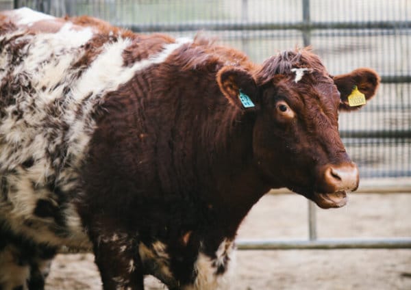 Cow at Tresawle Farm